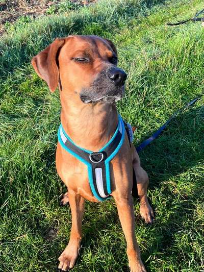Rhodesian Ridgeback-Beitrag-Bild