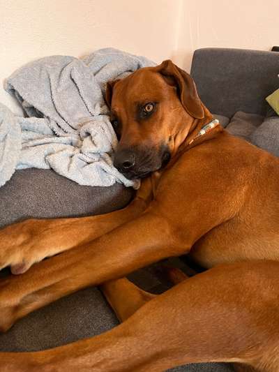 Rhodesian Ridgeback-Beitrag-Bild