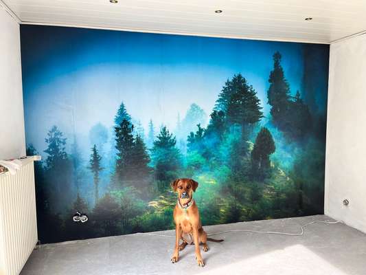 Rhodesian Ridgeback-Beitrag-Bild