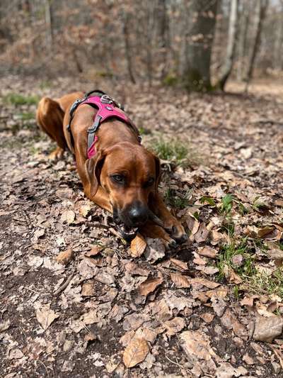 Rhodesian Ridgeback-Beitrag-Bild