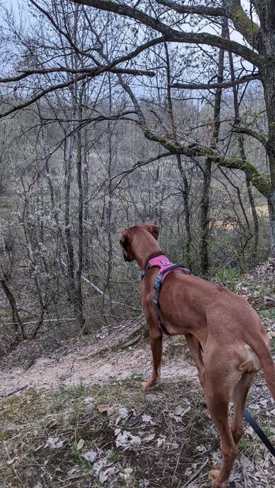 Rhodesian Ridgeback-Beitrag-Bild