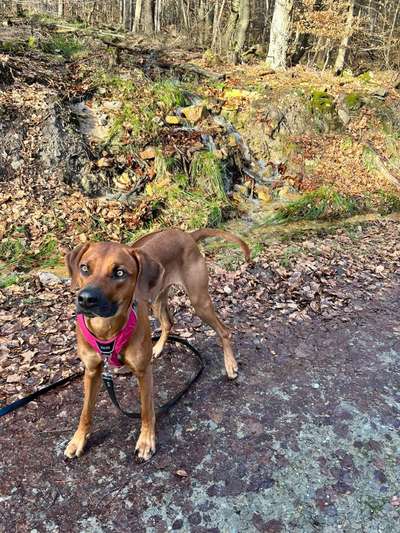 Rhodesian Ridgeback-Beitrag-Bild