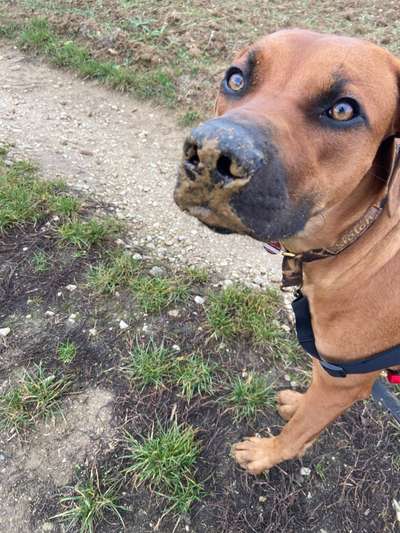 Rhodesian Ridgeback-Beitrag-Bild