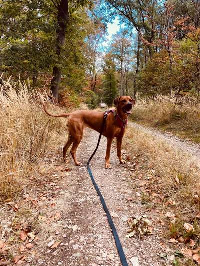 Rhodesian Ridgeback-Beitrag-Bild