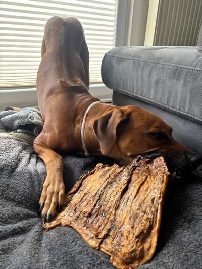 Rhodesian Ridgeback-Beitrag-Bild