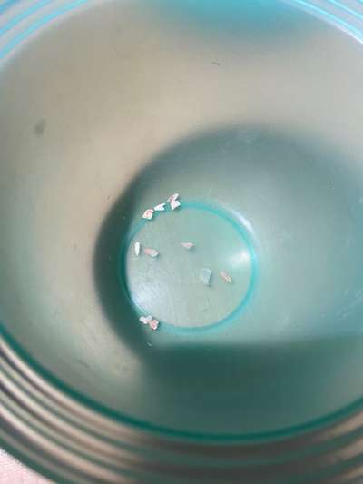 Rhodesian Ridgeback-Beitrag-Bild