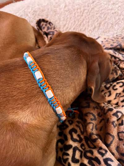 Rhodesian Ridgeback-Beitrag-Bild