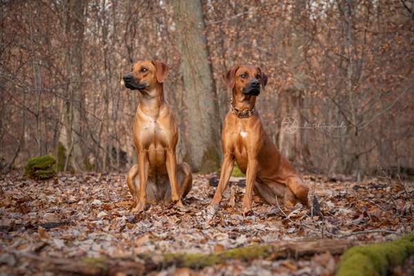 Rhodesian Ridgeback-Beitrag-Bild