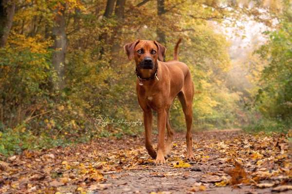 Rhodesian Ridgeback-Beitrag-Bild