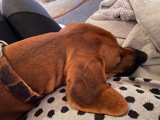 Rhodesian Ridgeback-Beitrag-Bild