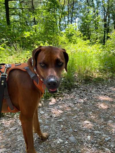 Rhodesian Ridgeback-Beitrag-Bild