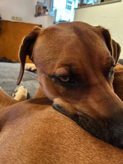 Rhodesian Ridgeback-Beitrag-Bild