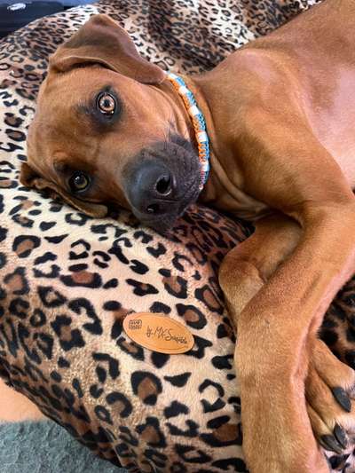 Rhodesian Ridgeback-Beitrag-Bild