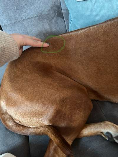 Rhodesian Ridgeback-Beitrag-Bild