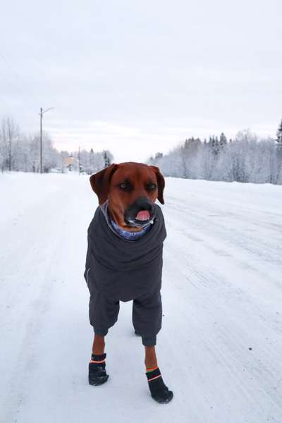 Rhodesian Ridgeback-Beitrag-Bild