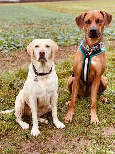 Rhodesian Ridgeback-Beitrag-Bild