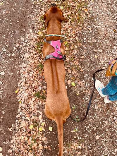 Rhodesian Ridgeback-Beitrag-Bild