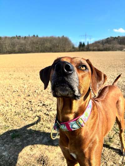 Rhodesian Ridgeback-Beitrag-Bild