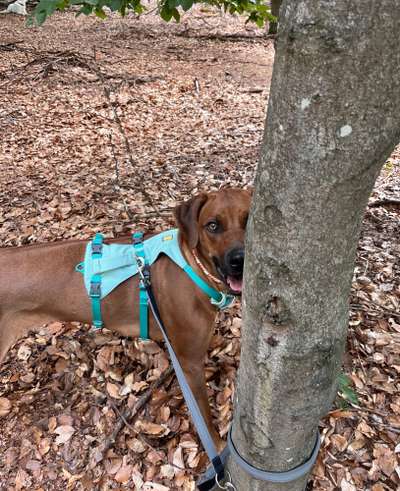 Rhodesian Ridgeback-Beitrag-Bild