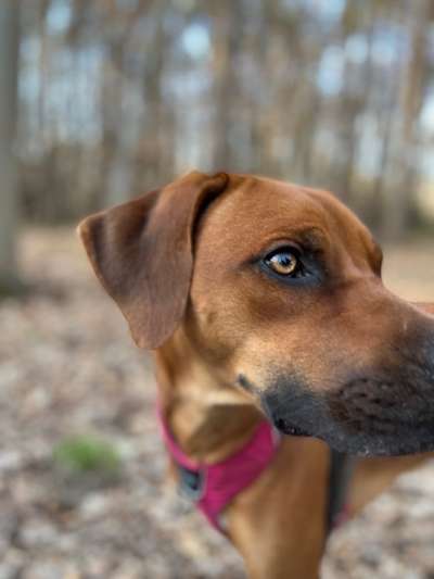 Rhodesian Ridgeback-Beitrag-Bild