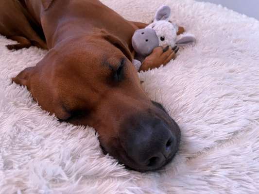 Rhodesian Ridgeback-Beitrag-Bild