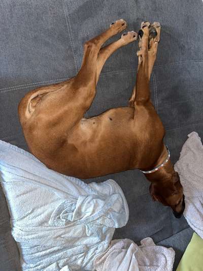Rhodesian Ridgeback-Beitrag-Bild