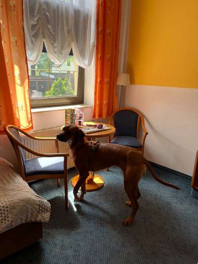 Rhodesian Ridgeback-Beitrag-Bild