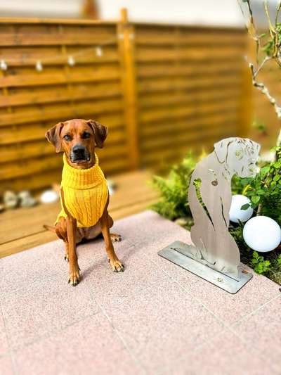 Rhodesian Ridgeback-Beitrag-Bild