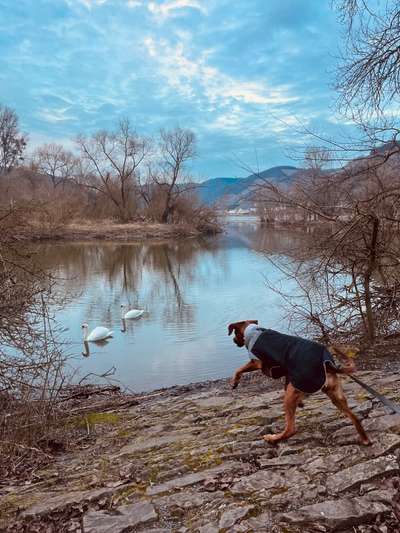 Rhodesian Ridgeback-Beitrag-Bild