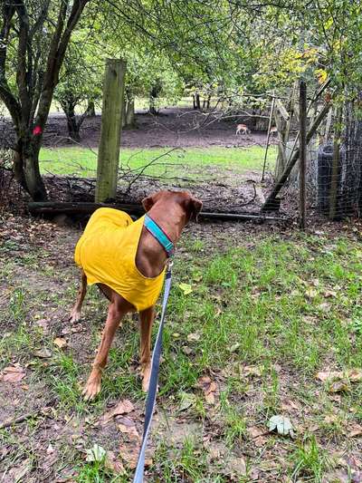 Rhodesian Ridgeback-Beitrag-Bild