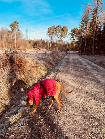 Rhodesian Ridgeback-Beitrag-Bild