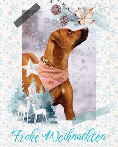 Rhodesian Ridgeback-Beitrag-Bild