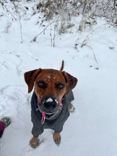 Rhodesian Ridgeback-Beitrag-Bild