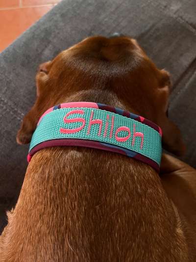 Rhodesian Ridgeback-Beitrag-Bild