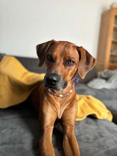 Rhodesian Ridgeback-Beitrag-Bild