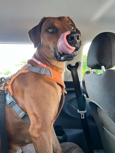 Rhodesian Ridgeback-Beitrag-Bild