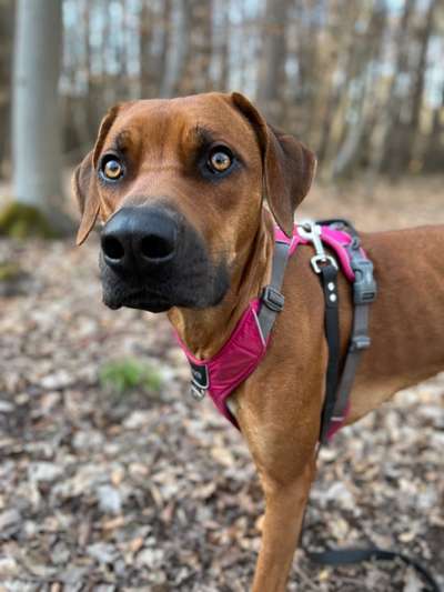 Rhodesian Ridgeback-Beitrag-Bild