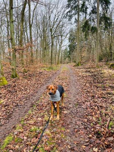 Rhodesian Ridgeback-Beitrag-Bild