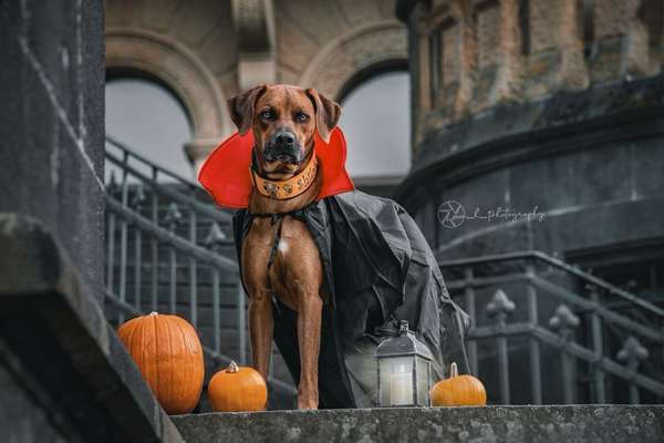 Rhodesian Ridgeback-Beitrag-Bild