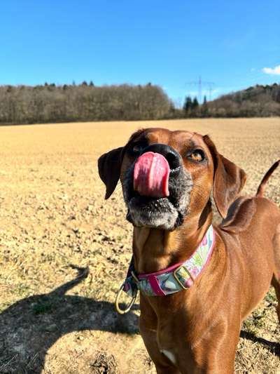 Rhodesian Ridgeback-Beitrag-Bild