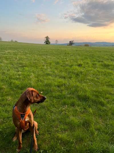 Rhodesian Ridgeback-Beitrag-Bild