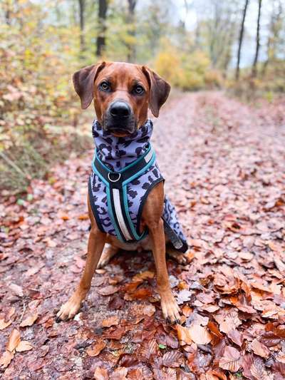 Rhodesian Ridgeback-Beitrag-Bild