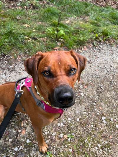 Rhodesian Ridgeback-Beitrag-Bild