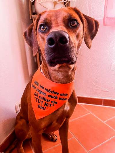 Rhodesian Ridgeback-Beitrag-Bild