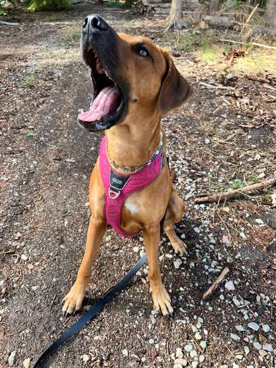 Rhodesian Ridgeback-Beitrag-Bild