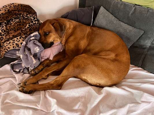 Rhodesian Ridgeback-Beitrag-Bild