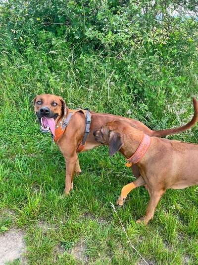 Rhodesian Ridgeback-Beitrag-Bild