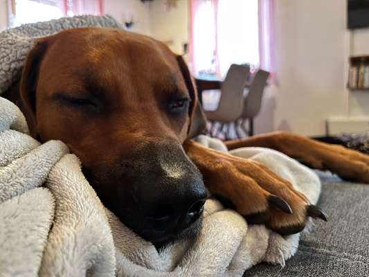 Rhodesian Ridgeback-Beitrag-Bild