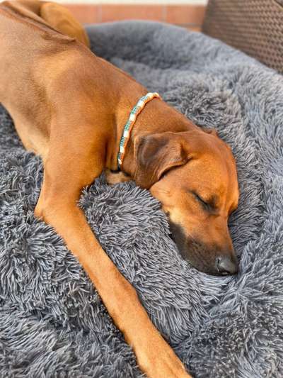 Rhodesian Ridgeback-Beitrag-Bild
