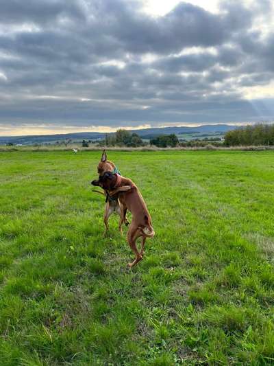 Rhodesian Ridgeback-Beitrag-Bild